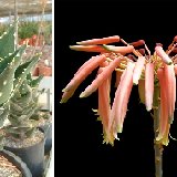 Aloe distans (South Africa) available 10.5cm and 12cm Ø